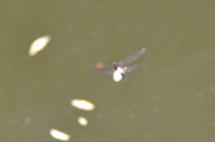 Pseudothemis zonata