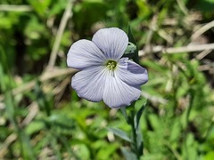 Linum hypericifolium