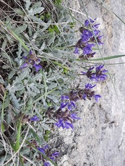 Salvia canescens