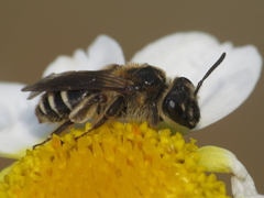 Simandrena