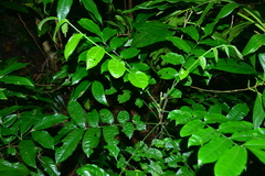 Dysoxylum parasiticum