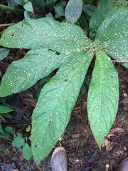 Columnea purpurata