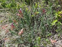 Astragalus buschiorum