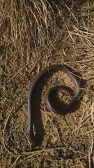 Atractaspis bibronii