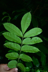 Dysoxylum parasiticum