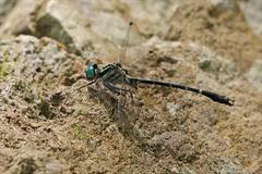 Microgomphus svihleri