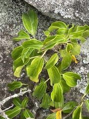 Scepocarpus trinervis