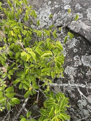 Scepocarpus trinervis