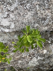 Scepocarpus trinervis