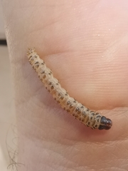 Palpita flegia