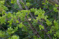 Hippolais icterina