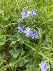 Veronica chamaedrys