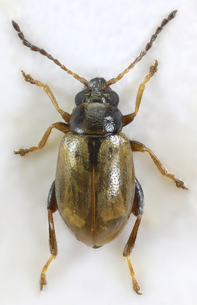 Leaf beetle