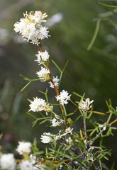 Hakea lissocarpha