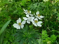 Anemonastrum fasciculatum