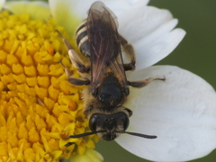 Simandrena