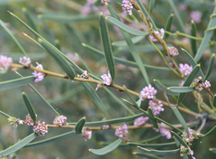 Hakea erecta
