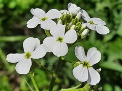 Hesperis matronalis voronovii