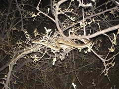 Psammophis leightoni