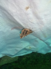 Selenia alciphearia