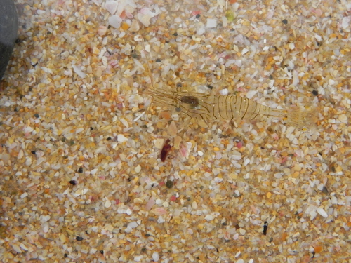 Palaemon peringueyi