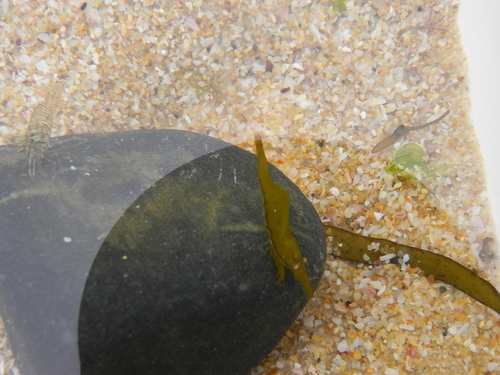 Hippolyte kraussiana