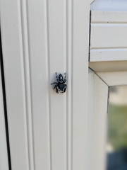 Phidippus audax