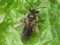 Simandrena