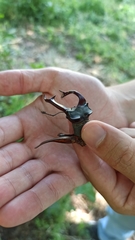 Lucanus cervus