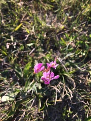 Primula pauciflora pauciflora