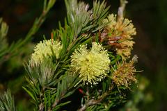 Melaleuca pityoides