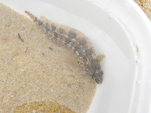 Clinus superciliosus
