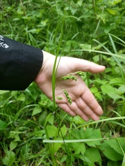 Carex davisii