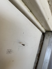 Pholcus phalangioides