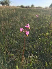 Primula pauciflora pauciflora