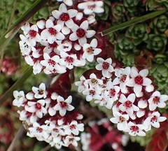 Crassula natalensis