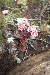 Crassula natalensis