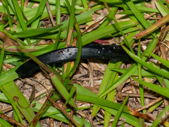 Belocaulus angustipes