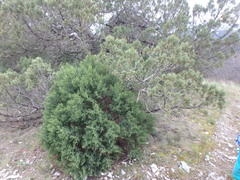 Juniperus excelsa