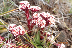 Crassula natalensis