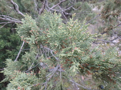 Juniperus excelsa