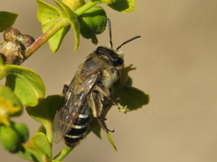 Simandrena