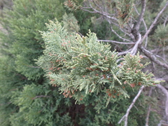 Juniperus excelsa
