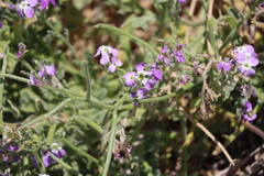 Matthiola sinuata