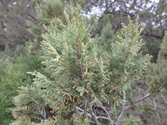 Juniperus excelsa