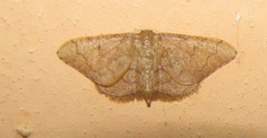 Idaea amplipennis