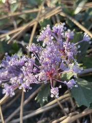 Ceanothus prostratus