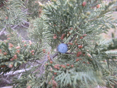 Juniperus excelsa