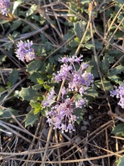 Ceanothus prostratus
