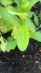 Thlaspi arvense